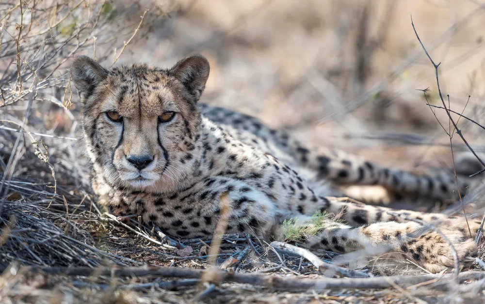 Some Photos: Animals