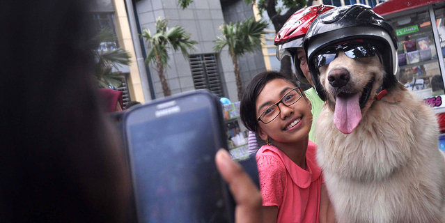 A fan gets a photo with Armani, on January 12, 2015, Surabaya, Indonesia. (Photo by Jefta Images/Barcroft Media/ABACAPress)