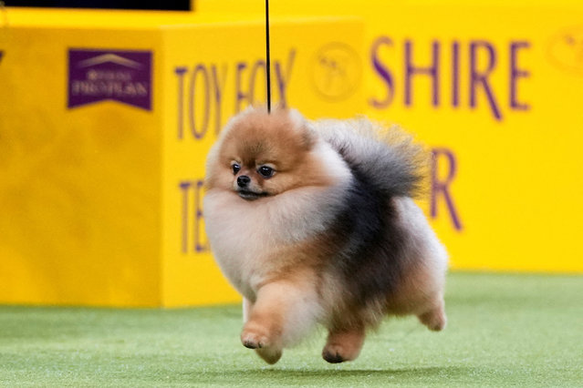 Aslan, a Pomeranian, competes in the Toy Group during the 149th Annual Westminster Kennel Club Dog Show at the Madison Square Garden in New York City, New York, U.S., February 10, 2025. (Photo by Eduardo Munoz/Reuters)