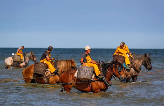 Belgian shrimp fishermen ride carthorses to haul nets out in the sea to catch shrimps during low tide at the coastal town of Oostduinkerke, Belgium August 2, 2018. (Photo by Yves Herman/Reuters)