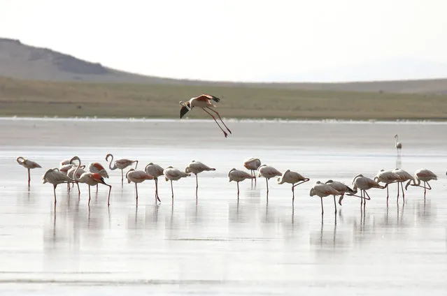 Flamingos standing in Akgol, a lake situated at an altitude of 2320m in Ozalp district of Turkey's eastern Van province on August 03, 2018. (Photo by Ali Ihsan Ozturk/Anadolu Agency/Getty Images)