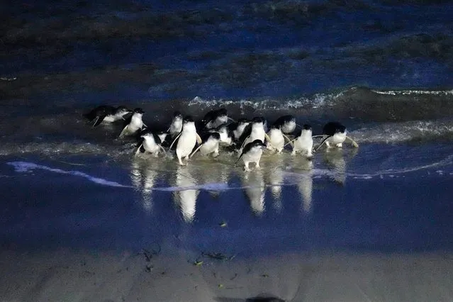 Little blue penguins, also known as their Maori name korora, exit the sea at the Royal Albatross Centre in Harington Point, a wildlife sanctuary near Dunedin, New Zealand, Wednesday, July 19, 2023. (Photo by Alessandra Tarantino/AP Photo)