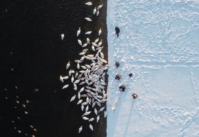 People feed swans on the bank of a water reservoir of the Khmelnytskyi Nuclear Power Plant (KhNPP) near the town of Ostroh, Ukraine on February 16, 2021. The reservoir, which turned into a local tourist spot, attracts dozens of swans every winter as it never freezes over due to the warm waters discharged from the plant. (Photo by Valentyn Ogirenko/Reuters)