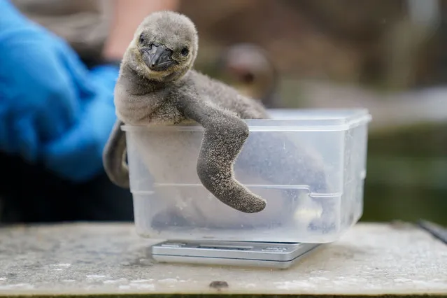 Peak Wildlife Park in Staffordshire, UK is celebrating the birth of a three-week-old Humboldt penguin chick on July 18, 2023. The chick, which has been named Pip by children at a local nursery school, is seen being weighed by the park's senior keeper Reece Greenhow. (Photo by Jacob King/PA Images via Getty Images)