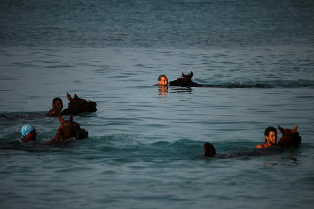 Handlers swim with horses from the Garrison Savannah in the Caribbean Sea near Bridgetown, Barbados December 1, 2016. (Photo by Adrees Latif/Reuters)