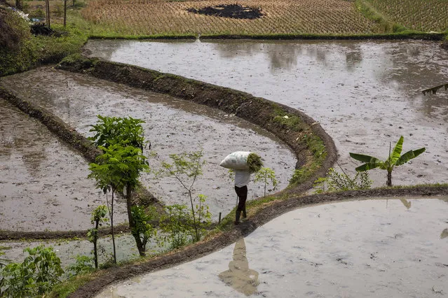 A farmer walks along his rice paddy which sits along a heavily polluted tributary of the Citarum river on August 27, 2018 outside Bandung, Java, Indonesia. (Photo by Ed Wray/Getty Images)