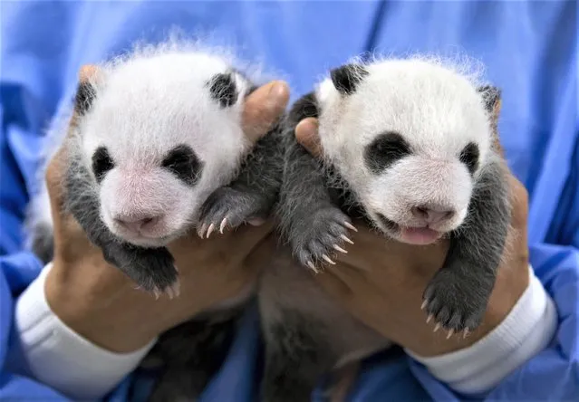 An undated handout photo made available by Everland shows twin female giant panda cubs marking the one-month anniversary of their birth, at the Everland amusement park in Yongin, South Korea (issued 07 August 2023). The cubs were born to 9-year-old giant panda Ai Bao and her partner, 10-year-old Le Bao, at the amusement park in Yongin, south of Seoul, on 07 July. (Photo by EPA/EFE)