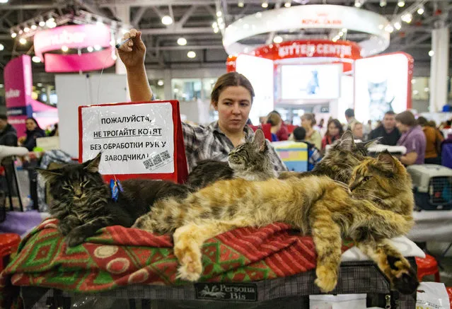 Maine Coon breed cats at the 2016 Grand Prix Royal Canin international cat show at the Crocus Expo Exhibition Center in Moscow, Russia on December 4, 2016. (Photo by TASS/Barcroft Images)