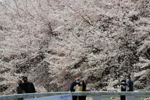 People wearing face masks to protect help against the spread of the coronavirus take pictures under cherry blossoms in full bloom at a park in Seoul, South Korea, Thursday, April 1, 2021. (Photo by Ahn Young-joon/AP Photo)