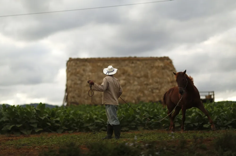 Tobacco Busines in Cuba