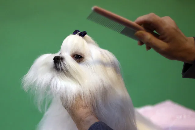 A Maltese dog is groomed on the fourth and final day of Crufts dog show at the National Exhibition Centre on March 8, 2015 in Birmingham, England.  First held in 1891, Crufts is said to be the largest show of its kind in the world, the annual four-day event, features thousands of dogs, with competitors travelling from countries across the globe to take part and vie for the coveted title of 'Best in Show'. (Carl Court/Getty Images)
