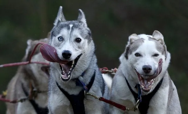 Dogs pull a musher in the 33rd Aviemore Sled Dog Rally in Aviemore, Scotland January 23, 2016. The Siberian Husky Club of Britain is holding its annual sled dog rally over the weekend. (Photo by Russell Cheyne/Reuters)