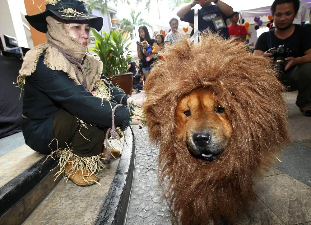 The Week in Pictures: Animals, October 26 – November 1, 2013