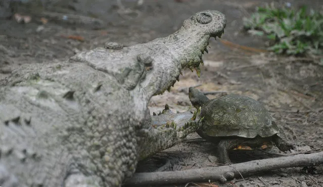 A turtle walks by a crocodrile the Rosy Walther zoo, in the El Picacho protected area, 18 km north of Tegucigalpa, on March 6, 2015. (Photo by Orlando Sierra/AFP Photo)
