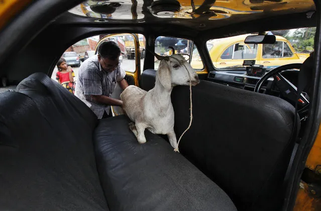 A man loads a goat inside a car after purchasing it from a livestock market on the eve of the Eid al-Adha festival in Kolkata October 15, 2013. (Photo by Rupak De Chowdhuri/Reuters)