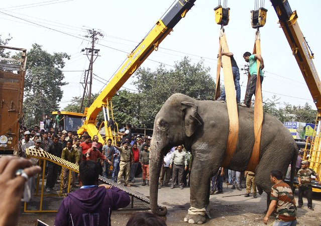 A wild elephant is loaded onto a truck after it was tranquilized in Siliguri, India, February 10, 2016. (Photo by Reuters/Stringer)