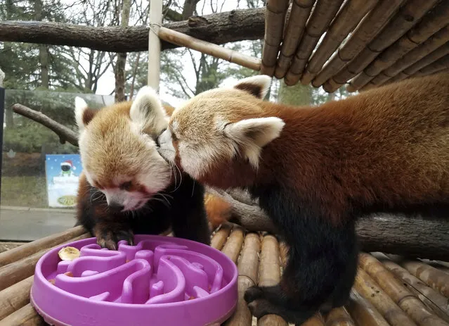 This Monday, January 2, 2017, photo provided by the Elmwood Park Zoo shows a red panda named Shredder, left, and his brother Slash, right, at the zoo in Norristown, Pa. The suburban Philadelphia zoo says 2-year-old Shredder died Wednesday, Jan. 4, 2017, and a necropsy found signs of heart disease. The species is listed as endangered, with fewer than 10,000 red pandas living in the wild. (Photo by Kate Olsen/Elmwood Park Zoo via AP Photo)