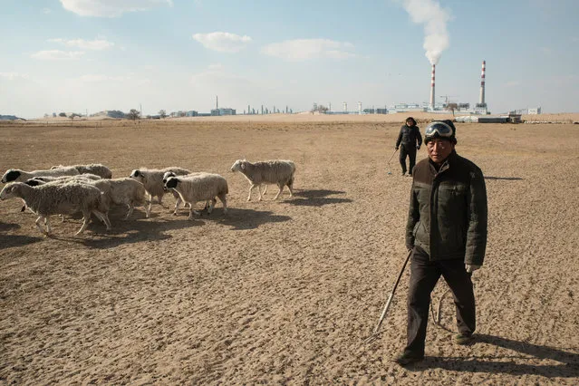 Mongolian herders tend their sheep near the Datang coal-to-gas plant. The herders have protested against the air and soil pollution caused by the plant. As China develops mineral resources, an ancient way of life is threatened. (Photo by Gilles Sabrie/The Washington Post)