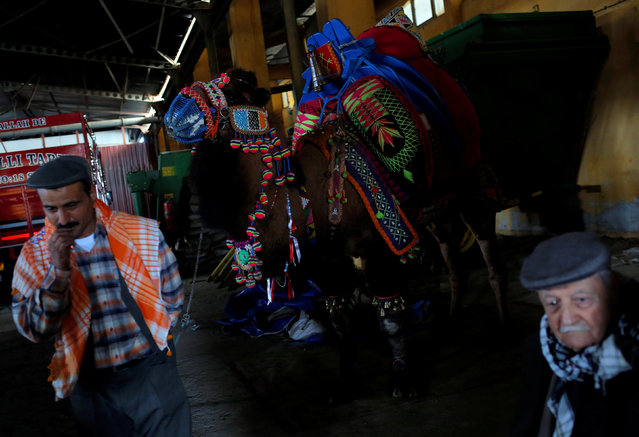 A wrestling camel adorned with colourful ornaments is escorted by his owner and his groom as he waits for the Camel Beauty Contest ahead of the annual Selcuk-Efes Camel Wrestling Festival in the Aegean town of Selcuk, near Izmir, Turkey, January 14, 2017. (Photo by Murad Sezer/Reuters)