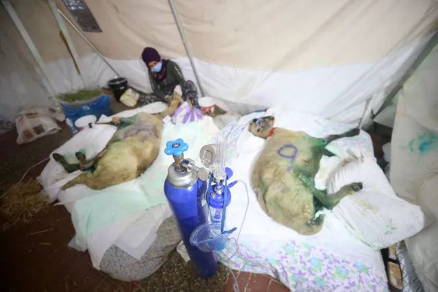 Sheep receive treatment at a field hospital opened by Animal Rights Federation in Turkey (HAYTAP) for the animals in Manavgat district of in Turkey's fire-hit coastal province of Antalya on August 08, 2021. The fully equipped field hospital, provide free treatment to all animals affected by the forest fire. (Photo by Omer Urer/Anadolu Agency via Getty Images)
