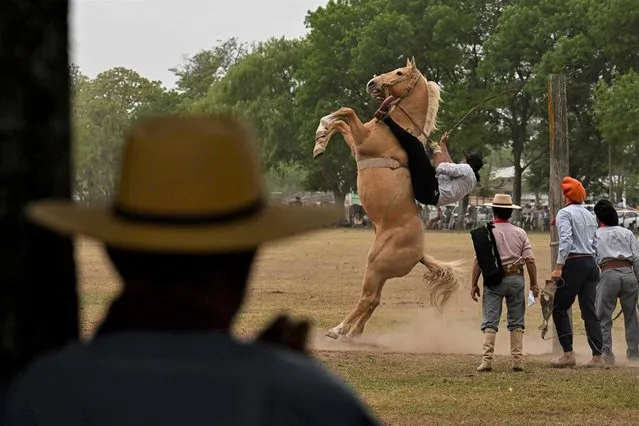 A gaucho rides a colt at a rodeo exhibition during the 83rd Tradition Festival in San Antonio de Areco, Argentina, on November 12, 2022. The celebration aims to preserve gaucho traditions. A gaucho is described as a country man, nomadic horseman and cowboy of the Argentine pampas. Is recognized for his skill in mastering the horse, raising and hunting wild cattle, in addition to his technique for the preservation and zason of one of the best meats in the world. (Photo by Luis Robayo/AFP Photo)