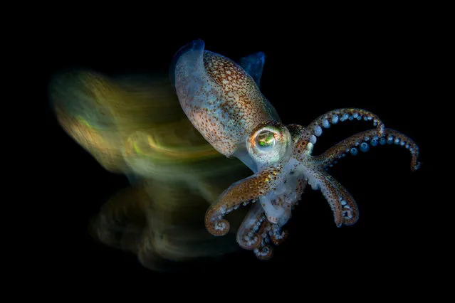 Macro category winner. Fast cuttlefish by Fabio Iardino (Italy) in the Gulf of Trieste. “In the first three months of the year I often go to the Gulf of Trieste in the north-east of Italy where I do night dives to take pictures of small cuttlefishes, more precisely of the species Sepiola sp ... During the research I found this sepiola ... Looking at his way of moving, I was reminded of the idea of trying to make a panning shot and to photograph the effect of the movement to give dynamism to the image. Using the slow sync flash technique ... I managed to capture an image”. (Photo byFabio Iardino/Underwater Photographer of the Year 2019)