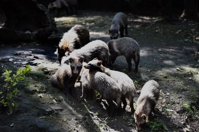 View of a group of raccoon dogs or Tanuki (Nyctereutes procyonoides) at the Chapultpec Zoo in Mexico City on August 06, 2015. (Photo by Alfredo Estrella/AFP Photo)