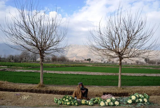An Afghan vegetable vendor waits for customers at the roadside on the outskirts of Jalalabad, Nangarhar provice, on January 21, 2014. (Photo by Noorullah Shirzada/AFP Photo)