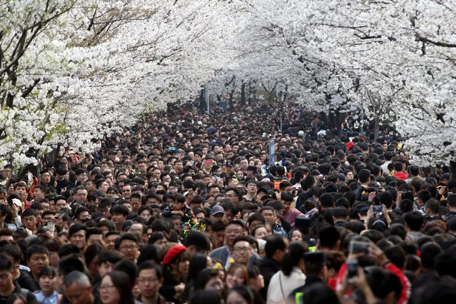 Visitors flock to the road in front of the Jiming Temple to view the cherry blossoms in Nanjing city, east China's Jiangsu province, 23 March 2019. The 400-meter-long road in front of the Jiming Temple become a hot spot in Nanjing every spring, as visitors from all over the country come to appreciate the blooming cherry blossoms along the road. (Photo by Reuters/China Stringer Network)