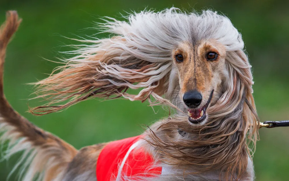 The Week in Pictures: Animals, April 24 – May 1, 2015