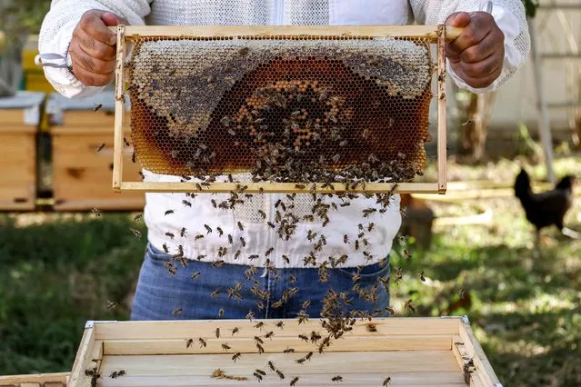 Kuwaiti beekeeper Salem al-Oumi holds a beehive frame as worker bees swarm around it at an apiary in Kuwait City on February 5, 2024. (Photo by Yasser Al-Zayyat/AFP Photo)