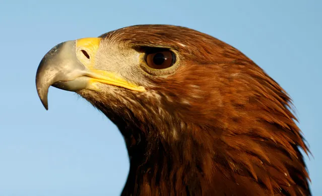 A golden eagle is seen during the opening day of the International Falconry fair in Guillena, near Seville, July 23, 2009. (Photo by Marcelo del Pozo/Reuters)