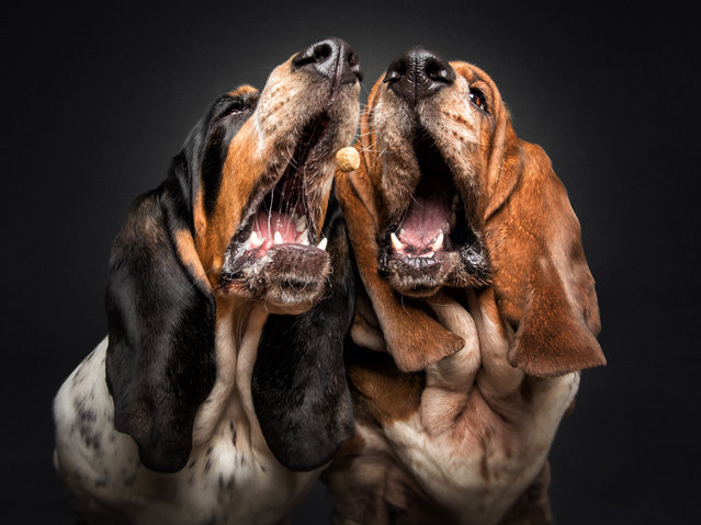 Basset hounds get in their quick for a cheeky treat. (Photo by Christian Vieler/Caters News Agency)