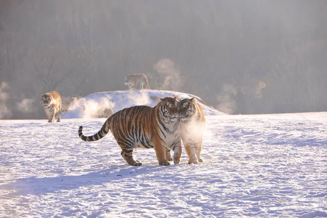 Siberian tigers play with each other at a Siberian tigers breeding base in Mudanjiang, Heilongjiang province, China, January 31, 2017. (Photo by Reuters/Stringer)