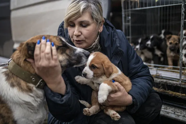Rescued animals, rescued from the frontline, are seen upon their arrival ahead of the second year of the Russian and Ukrainian war in Pavlysh, Ukraine on February 14, 2024. Animals find refuge and new beginnings as they arrive at their new homes, marking the end of a heartfelt UAnimals mission in Donbas. Saturday, February 24, 2024 marks the second anniversary of the Russia-Ukraine war. (Photo by Gian Marco Benedetto/Anadolu via Getty Images)