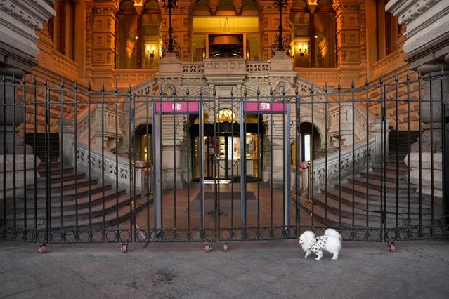 A dog walks past an entrance of the GUM, the State Shop in Red Square, which is closed due to COVID-19, in Red Square in Moscow, Russia, Monday, November 1, 2021. To contain the spread of infection, Russian President Vladimir Putin ordered a nonworking period from Oct. 30 to Nov. 7, when most state agencies and private businesses are to suspend operations. Moscow introduced the measure beginning Thursday, shutting down kindergartens, schools, gyms, entertainment venues and most stores, and restricting restaurants to takeout or delivery. (Photo by Alexander Zemlianichenko/AP Photo)