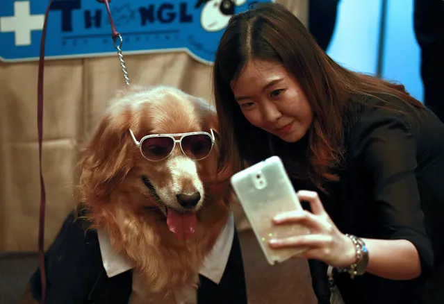 A Thai woman uses a smartphone to take a selfie photograph with a Golden Retriever dog during the Pet Expo Thailand 2015 press conference in Bangkok, Thailand, 11 May 2015. (Photo by Rungroj Yongrit/EPA)