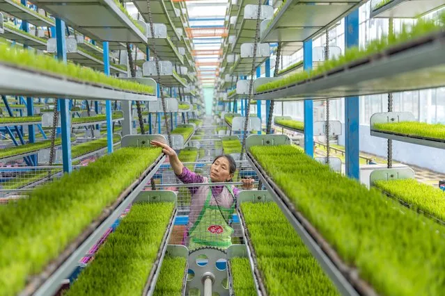 A worker checks the growth of seedlings at an intelligent seedling breeding base in Shuangxing Village of Xianlong Town, southwest China's Chongqing, March 12, 2024. With a total area of 4,608 square meters, the intelligent seedling breeding base yields 12,000 mu (about 800 hectares) of rice seedlings per year. (Photo by Xinhua News Agency/Rex Features/Shutterstock)
