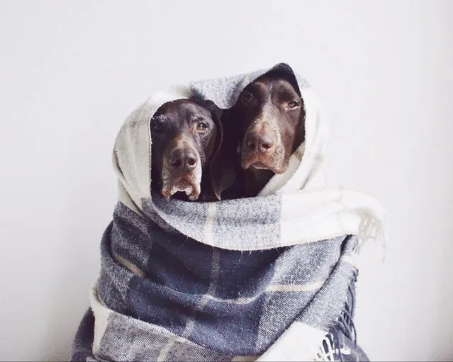 The Bond of Two German Shorthaired Pointers