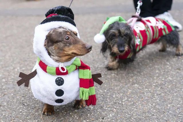 Bruno, left, dressed as a snowman, during the annual Hyde Park Sausage Walk, in Hyde Park, London, Sunday, December 19, 2021, as dachshunds and their owners meet up to celebrate the Christmas season. (Photo by Dominic Lipinski/PA Wire via AP Photo)