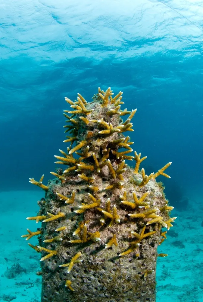 Underwater Sculpture, Part 3