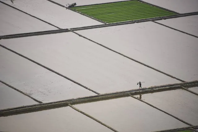 A farmer walks through rice fields in Qiantang village of Suichuan county, Jiangxi Province, China, April 6, 2016. Picture taken April 6, 2016. (Photo by Reuters/China Daily)