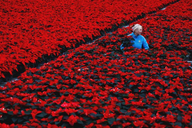 Nursery operative Davie Akopianiene sleeves some of the eight acres of Poinsettia, the traditional Christmas red flowers, that have been grown for six months before selling wholesale, at Uniplumo Wyestown nursery in Dublin, Ireland on November 29, 2023. (Photo by Clodagh Kilcoyne/Reuters)
