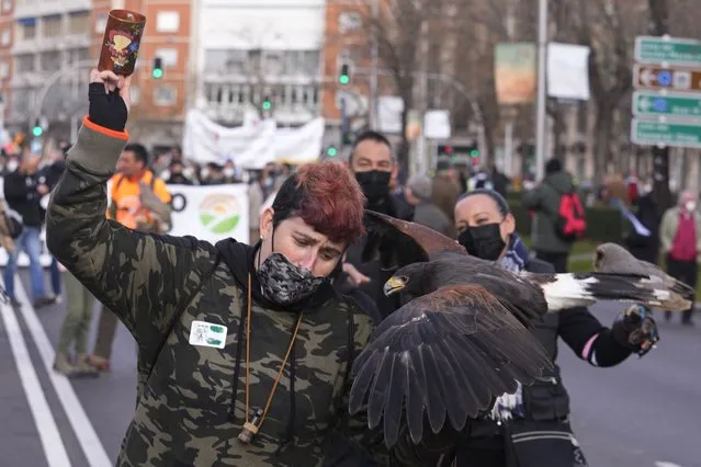 A woman dances with a hunting bird while during a protest march along the Castellana Boulevard in Madrid, Spain, Sunday, January 23, 2022, defending Spanish rural areas. Members of rural communities are demanding solutions from the government for problems and crisis in the rural sector. (Photo by Paul White/AP Photo)