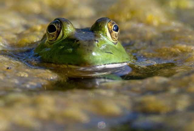 A bullfrog floats in a bed of algae along the bank of the Umpqua River near Elkton in southwestern Oregon on August 11, 2022. Bullfrogs are considered an invasive species in Oregon and are know for eating native frogs and and other animals. (Photo by Robin Loznak/ZUMA Press Wire/Rex Features/Shutterstock)