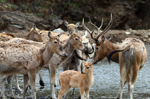 Elks are grazing at the Daqingshan National Nature Reserve in Hohhot, North China's Inner Mongolia Autonomous Region, on May 10, 2024. (Photo by Costfoto/NurPhoto/Rex Features/Shutterstock)