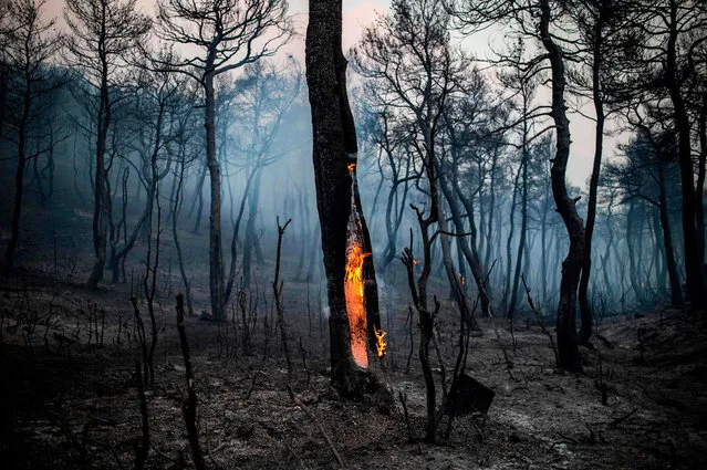 The trunk of a tree burns following a wildfire near the village of Makrimalli on the island of Evia, northeast of Athens, on August 14, 2019. Hundreds of villagers were evacuated on August 13 and the Greek prime minister cancelled a vacation as scores of firefighters battled a major wildfire on the country's second-largest island of Evia, authorities said. (Photo by Angelos Tzortzinis/AFP Photo)