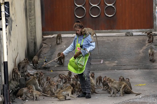 A worker chases monkeys away from a customer in front of an auto-part shop in Lopburi Province, north of Bangkok, Thailand, Friday, May 24, 2024. A Thai town, run ragged by its ever-growing population of marauding wild monkeys, began the fight-back, Friday, using trickery and ripe tropical fruit. (Photo by Sakchai Lalit/AP Photo)