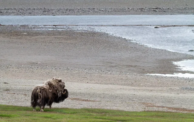 Wild Musk Oxen in Arctic Prairie in Russia