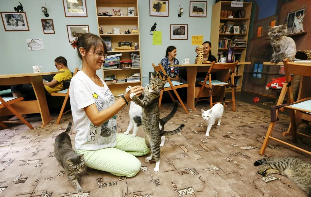 “Kis-Kis” Cat Cafe in Russia